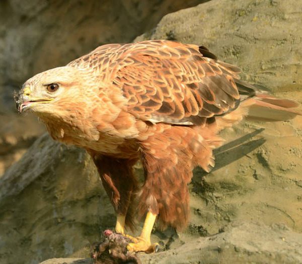 Aves-rapaces-Sierra-de-Madrid